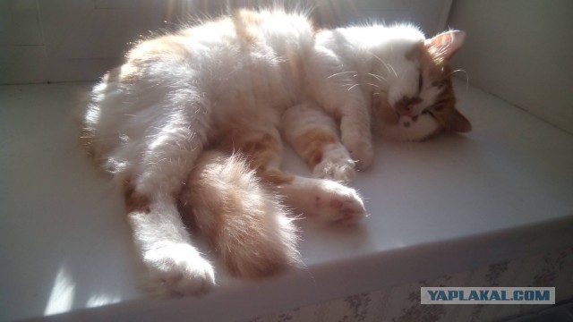 Котовторник 11.08.2015