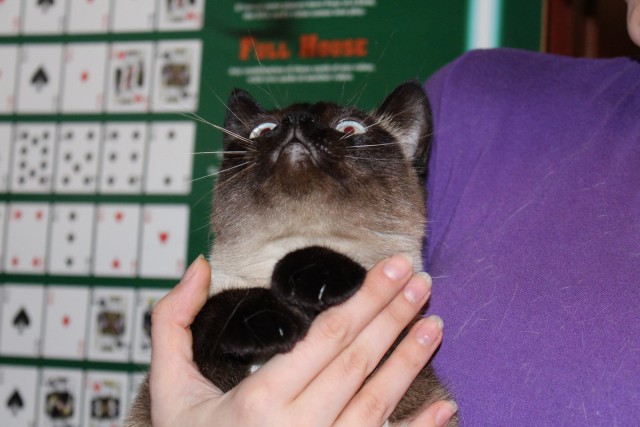 Котовторник 15-09-2015 !