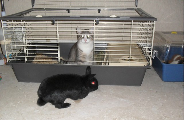 Котооо-о-о-вторник