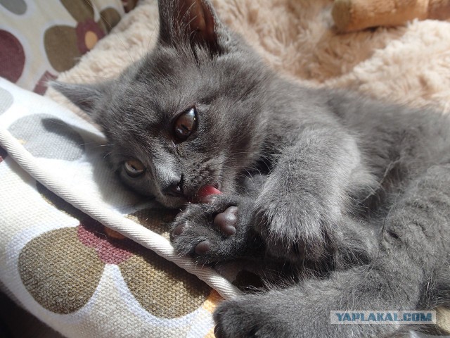 Котовторник