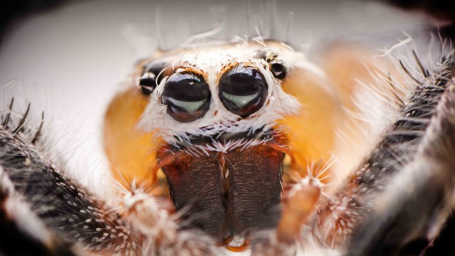 Мир в миллиметре