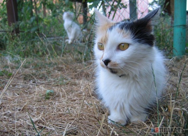 Вторничный котомёт!