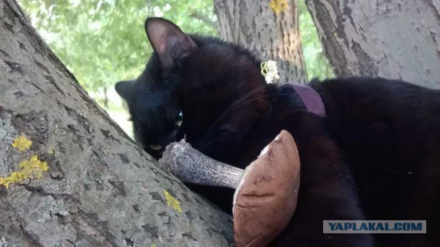Жизнь домашнего приюта для котеек 116