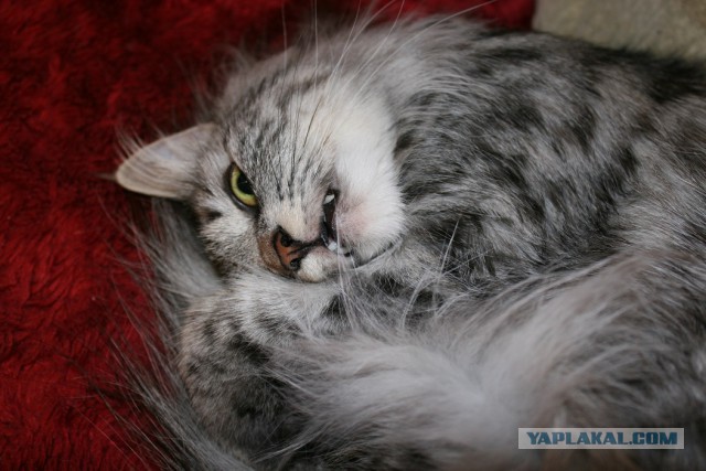 Мой зевающий кот