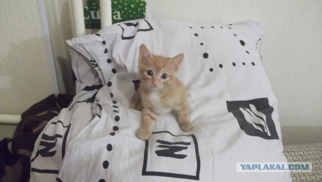 Что делать с котом