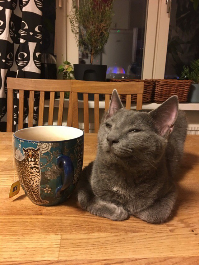 Коты из сети