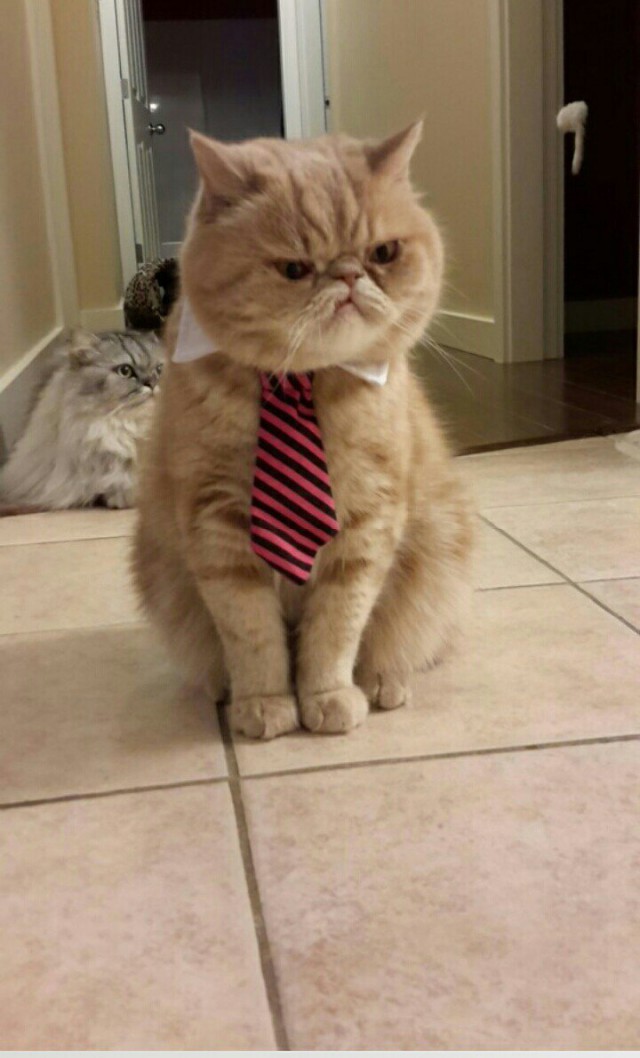 Коты и Кошки