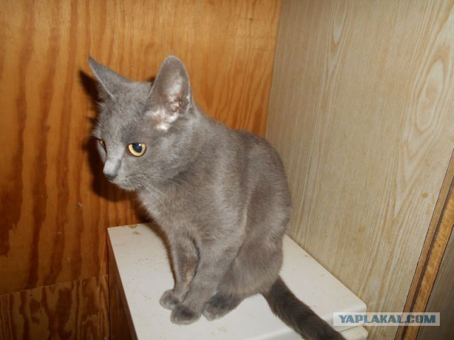 Жизнь домашнего приюта для котеек 163