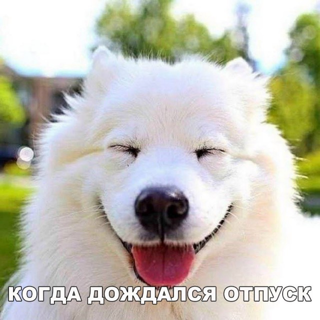 Подборка забавных животных