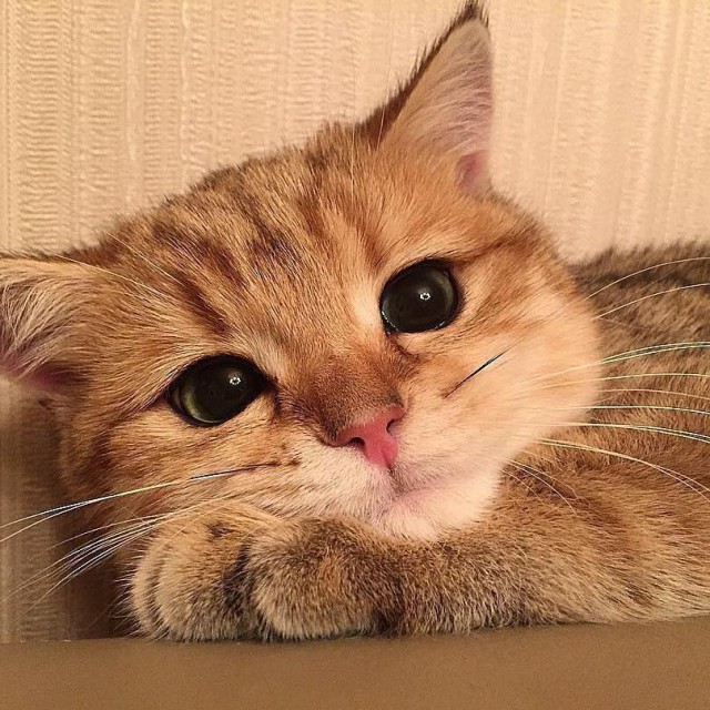Коты и Кошки
