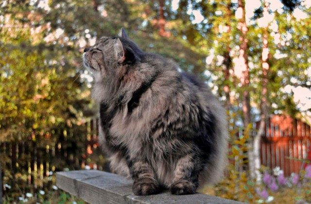 Осеннему котовторнику быть!