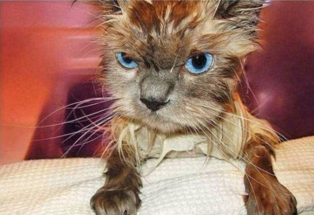 Коты и Кошки