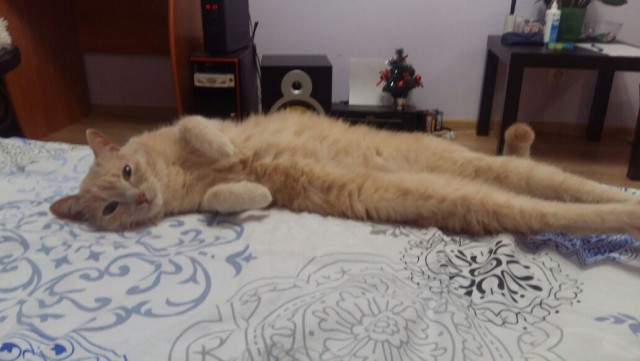 Котовторник  23.01.2018