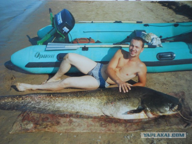 Почему сомы считаются аллигаторами российских рек