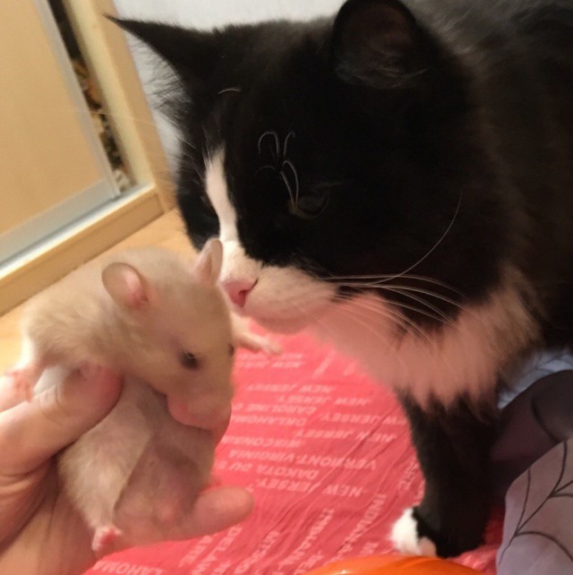 Прикольных котов пост