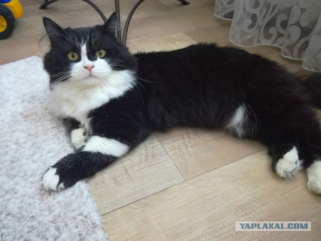 Котовторник 20.03.2018