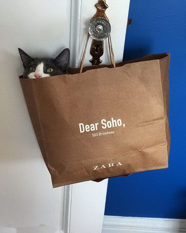 My dear cat. Коты в пост. Кот из постов. Котик который идёт в комплекте с журналом the Cat. The Cat is in the Bag.