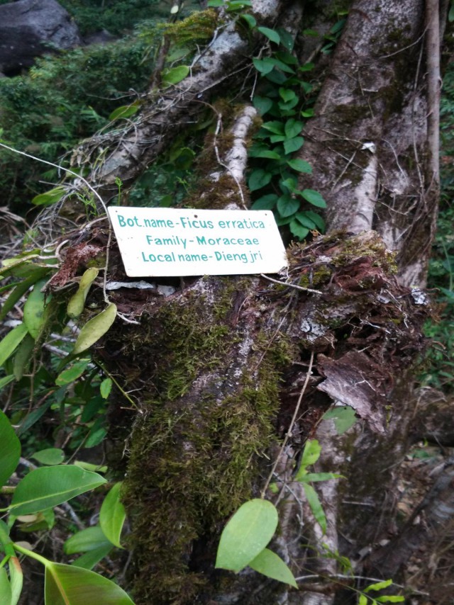 К живым мостам и обратно. Заметки из Индии