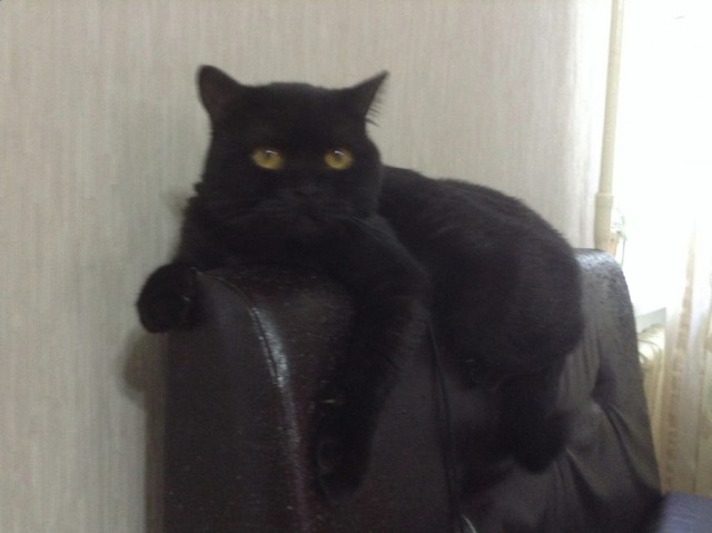 Неадекватные коты