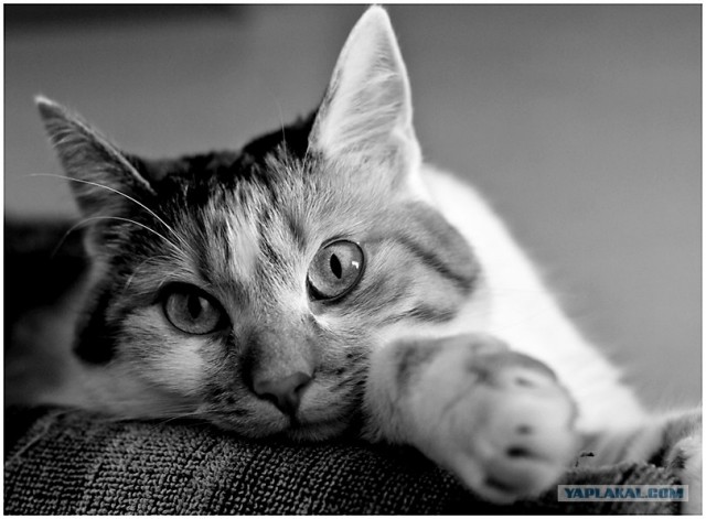 Котовторник на ЯПлакалъ 08.07.2008