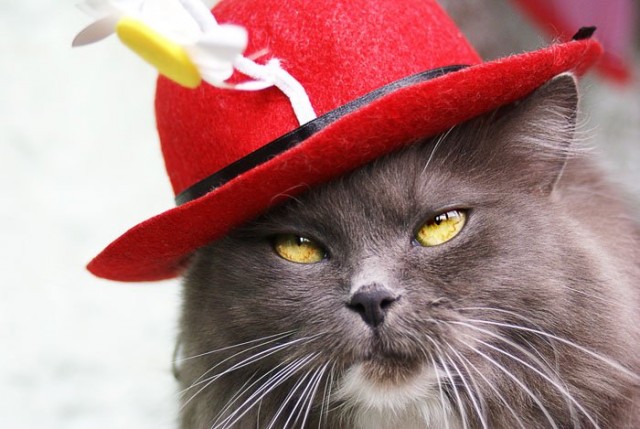 Уррааа! Котовторник на ЯПлакалъ!