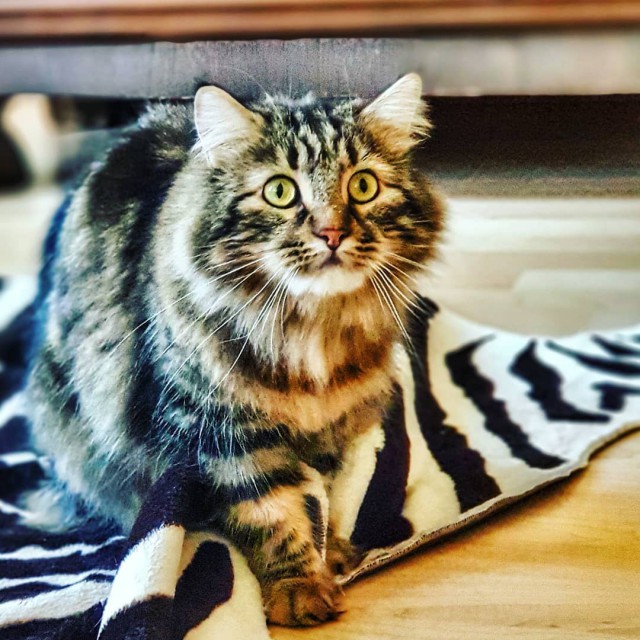 Котовторник  31.07.2018