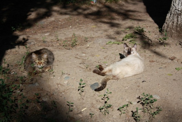Котовторник на середину июня