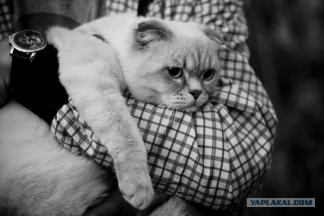 Котовторник 06.12.2011