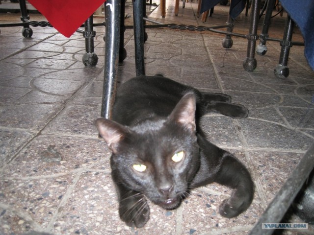 Котовторник (24. 01. 2012 )