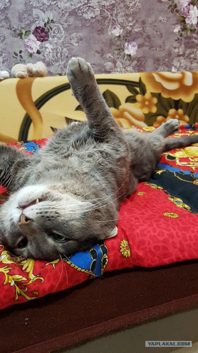 Котовторник 18.12.2018
