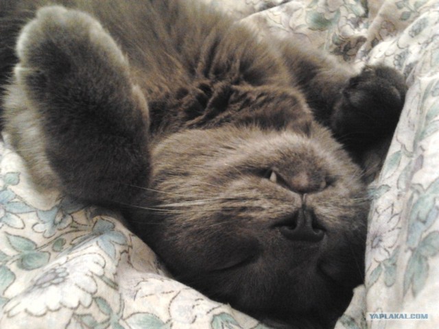 Котовторник (28.02.2012)