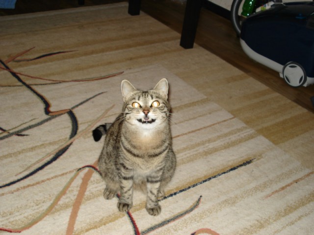 КОТОВТОРНИК (6.03.2012)