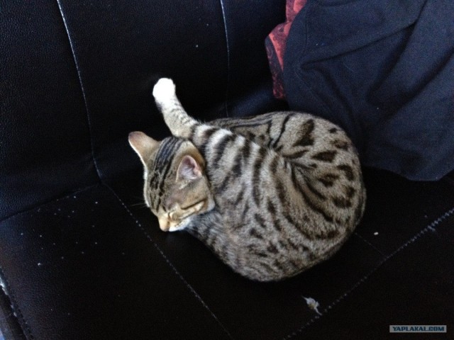 Котовторник 1 мая 2012