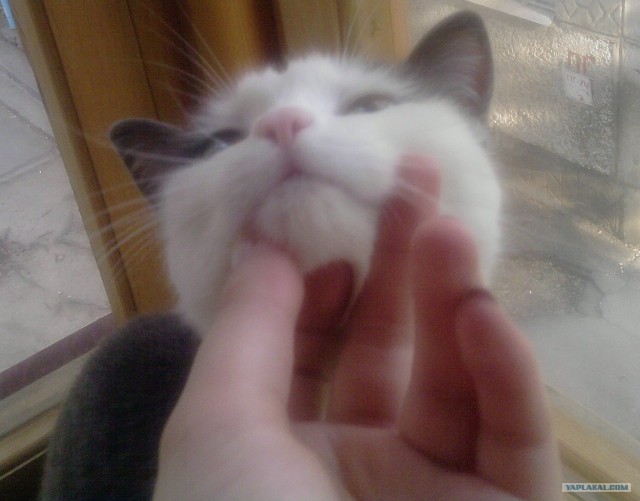 Котовторник  19.06.2012