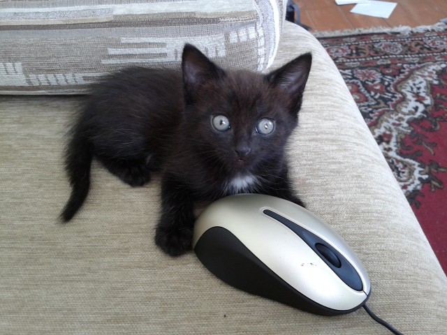 Котовторник  17.07.2012