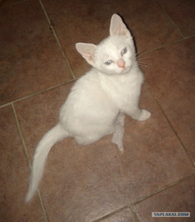 Котовторник  4.09.12
