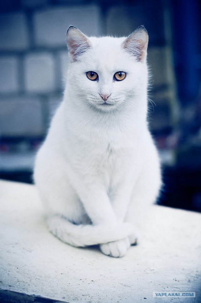 Новогодний Котовторник 01.01.2013