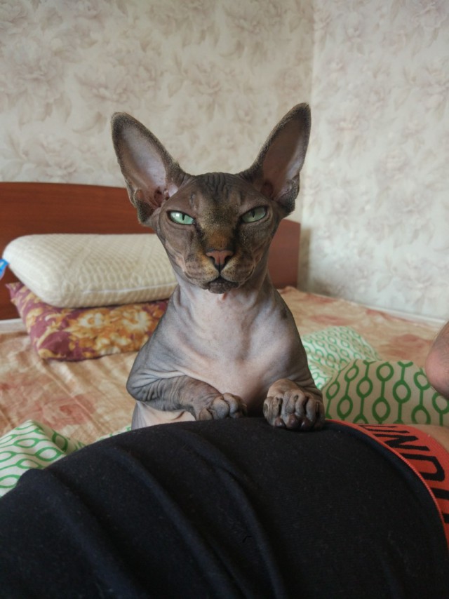 Забавные фото котеек