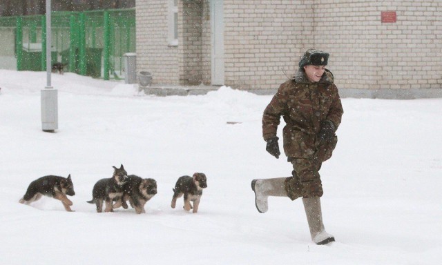 Щенки и их первый день на службе