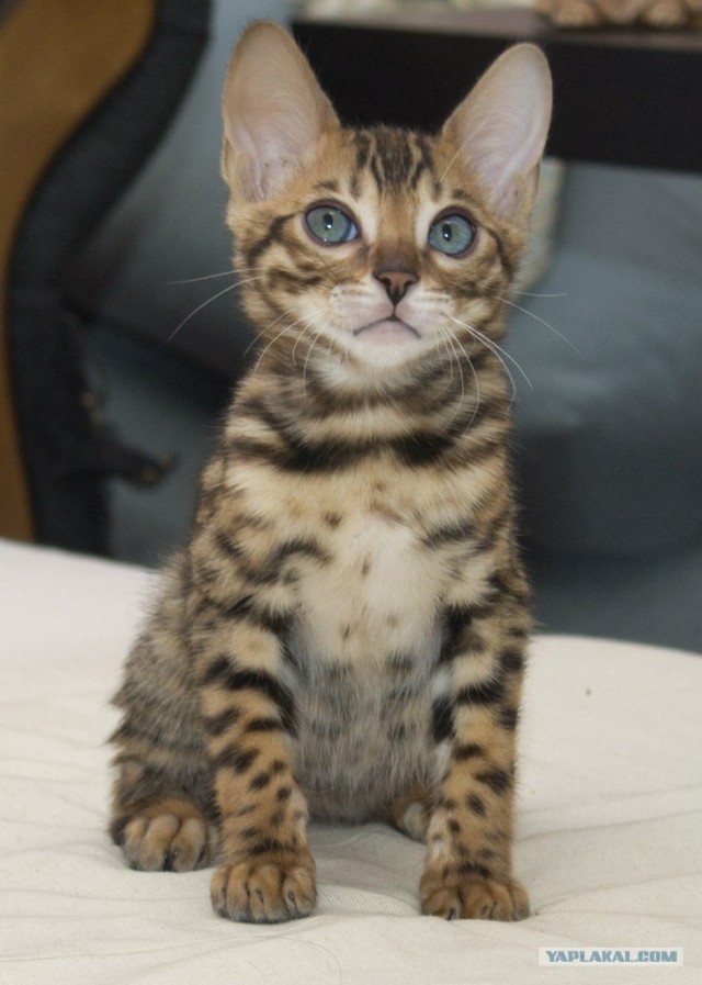 Котовторник 19.02.2013