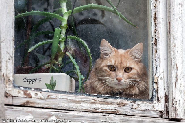 Мы маленькие котики, нам хочется гулять!