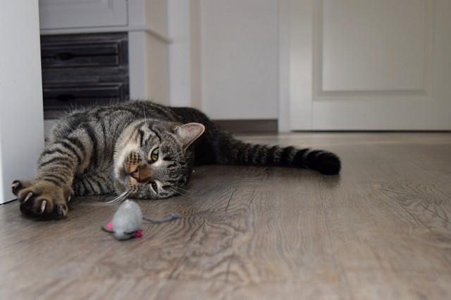 Котовторник! начнем? 04.06.19