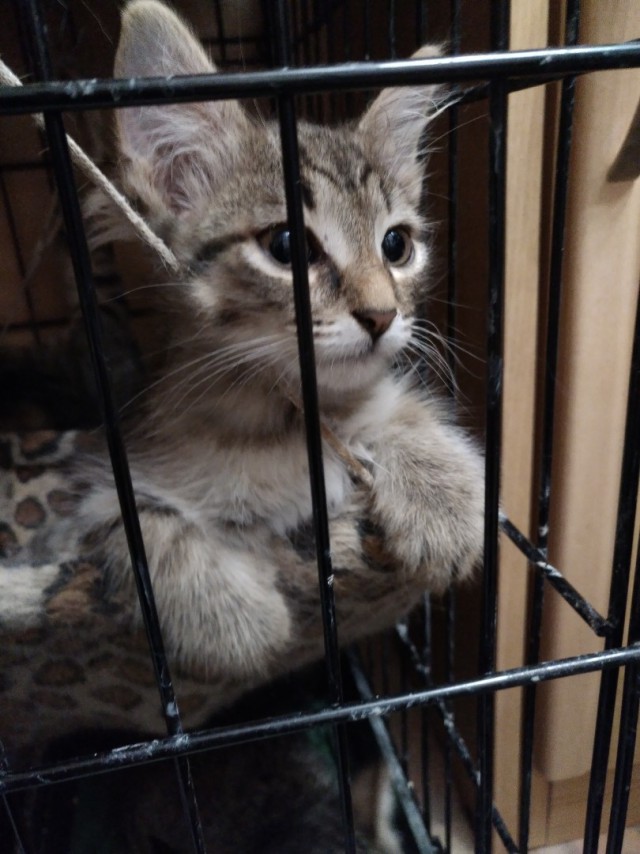 Забавные фото котеек