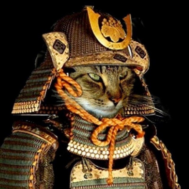 Забавные фото котеек