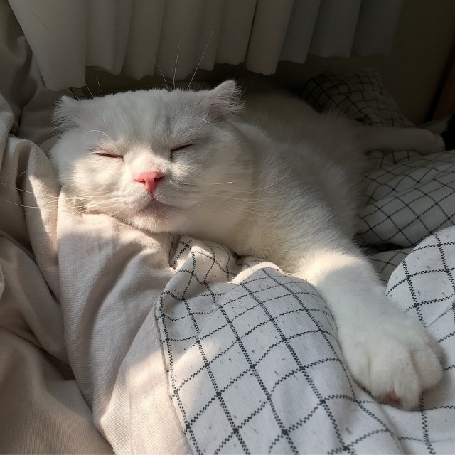 Забавные картинки с котами из сети