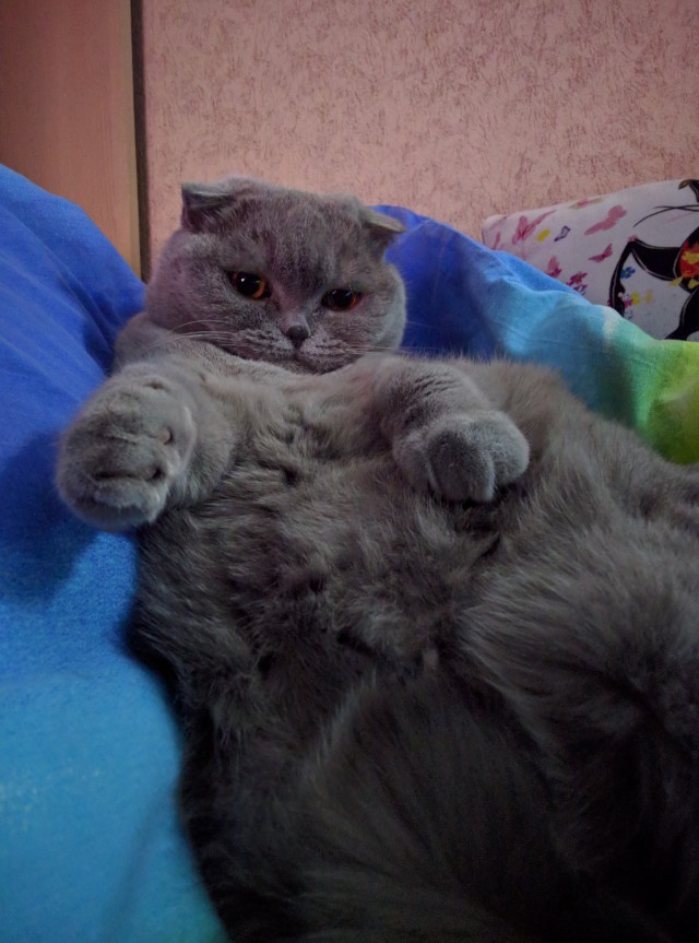 Ну, с котовторником!