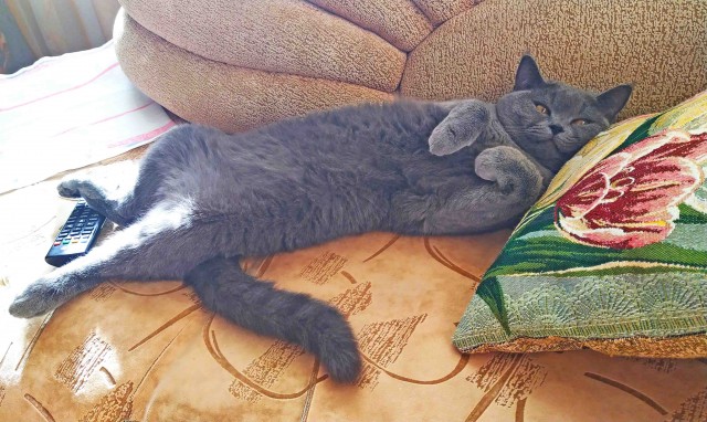 По просьбам в теме ниже. Реальный котовторник!