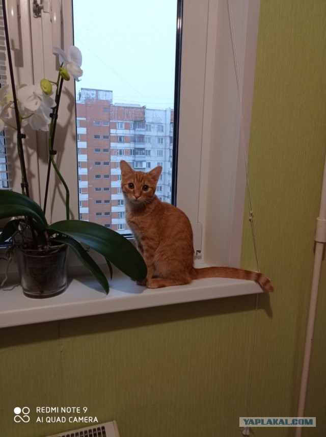 Лежбище рыжих