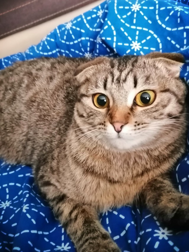Последний котовторник 2020 года