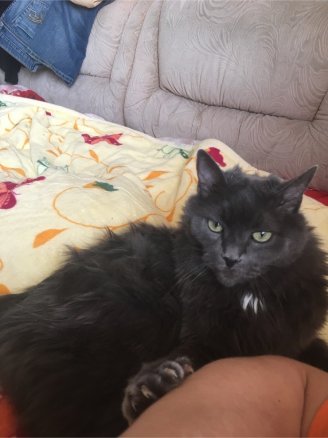 Котовторник же!